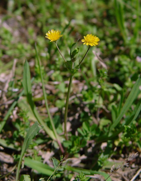 Krigia_cespitosa_plant.jpg