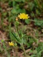 Krigia cespitosa thumbnail