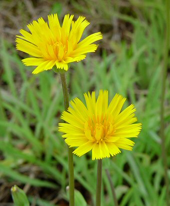 Krigia_dandelion_flowers.jpg