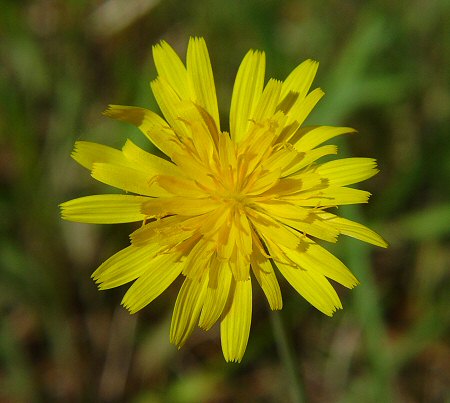 Krigia_dandelion_flowers2.jpg