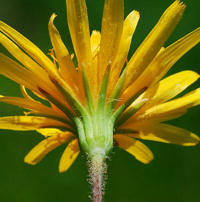 Krigia_dandelion_involucre.jpg