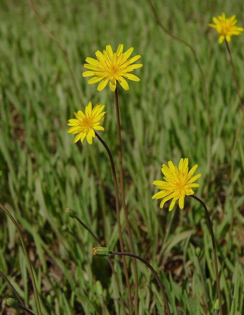 Krigia_dandelion_plant.jpg