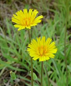 Krigia dandelion thumbnail