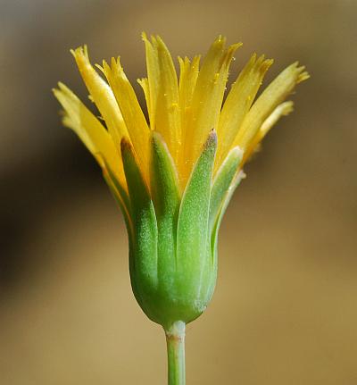 Krigia_virginica_involucre.jpg