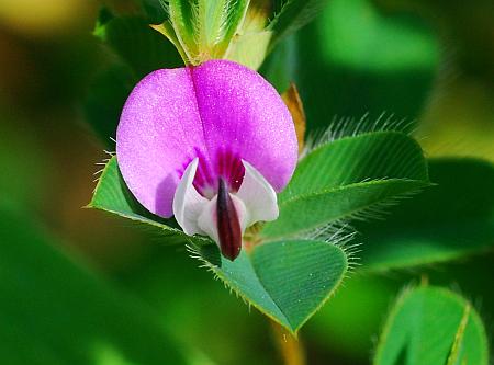 Kummerowia_stipulacea_flower2.jpg