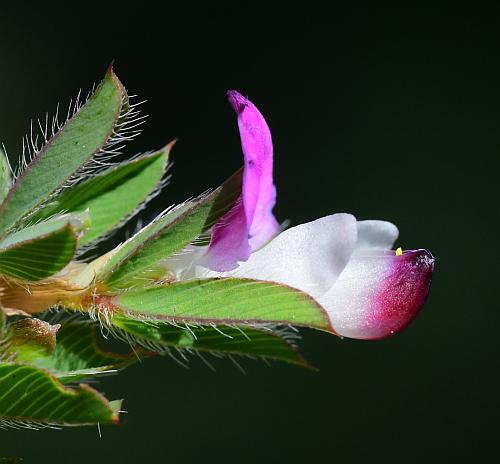 Kummerowia_stipulacea_flower3.jpg