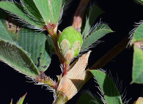 Kummerowia_stipulacea_fruit.jpg