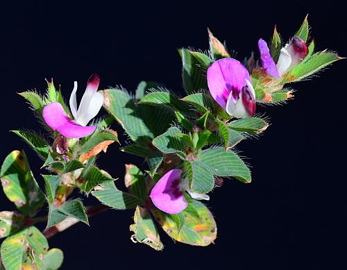 Kummerowia_stipulacea_inflorescence.jpg