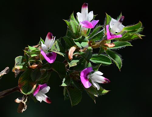 Kummerowia_stipulacea_inflorescence2.jpg