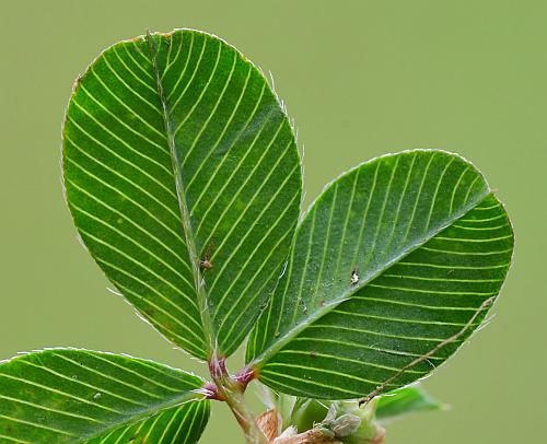 Kummerowia_stipulacea_leaf.jpg