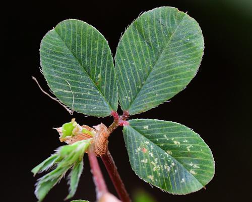 Kummerowia_stipulacea_leaf1.jpg