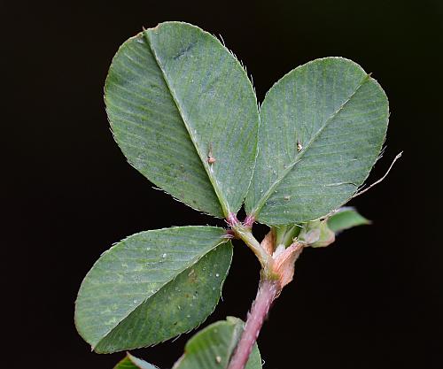 Kummerowia_stipulacea_leaflet2.jpg