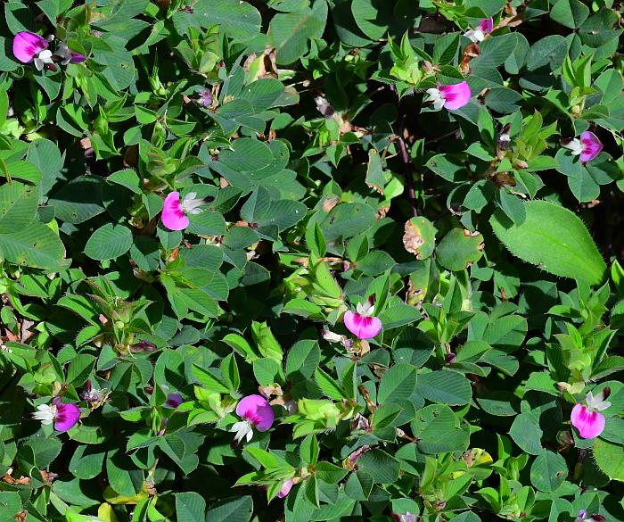 Kummerowia_stipulacea_plant.jpg