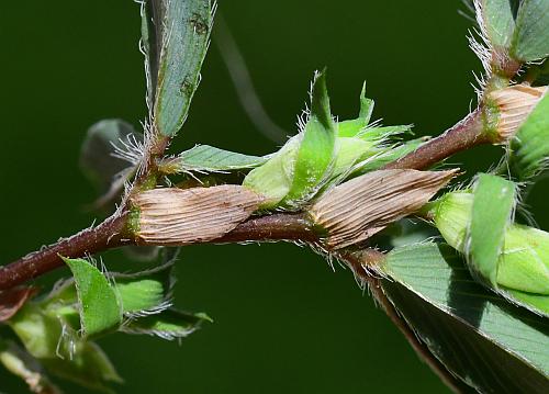 Kummerowia_stipulacea_stem.jpg