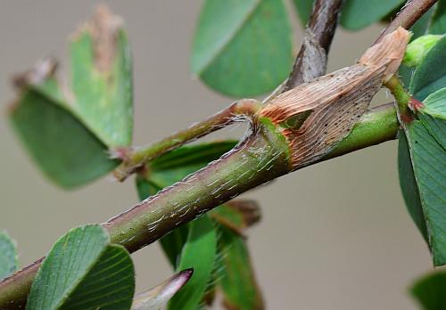 Kummerowia_stipulacea_stem2.jpg