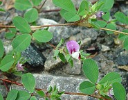 Kummerowia stipulacea thumbnail