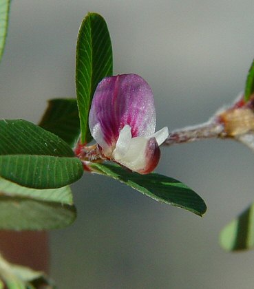 Kummerowia_striata_flower.jpg