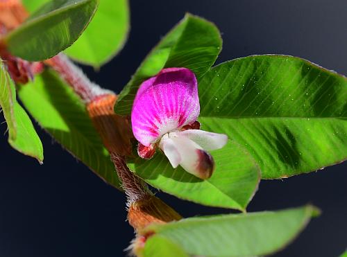 Kummerowia_striata_flower1.jpg