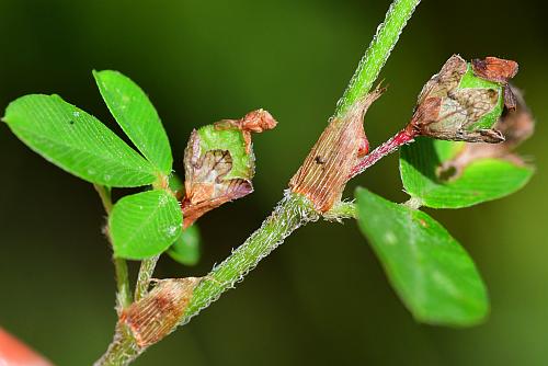 Kummerowia_striata_fruits.jpg