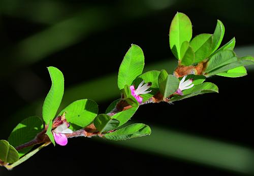 Kummerowia_striata_inflorescence.jpg