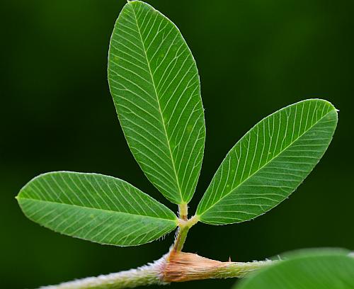 Kummerowia_striata_leaf1.jpg