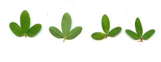 Kummerowia_striata_leaves.jpg