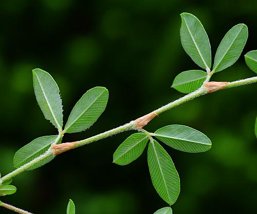 Kummerowia_striata_leaves1.jpg