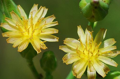 Lactuca_canadensis_flowers.jpg