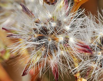 Lactuca_canadensis_fruits2.jpg