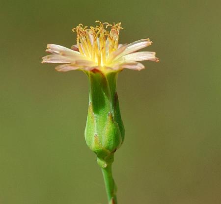 Lactuca_canadensis_head.jpg