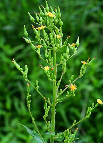 Lactuca_canadensis_inflorescence.jpg