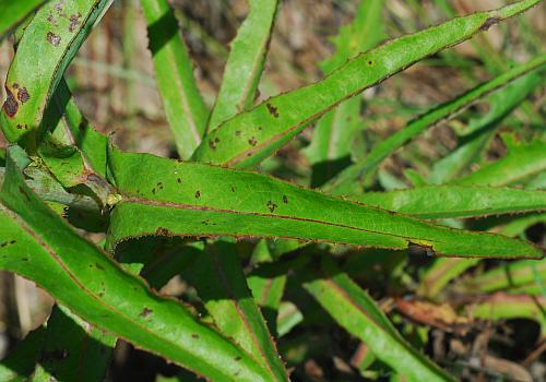 Lactuca_canadensis_leaf1.jpg