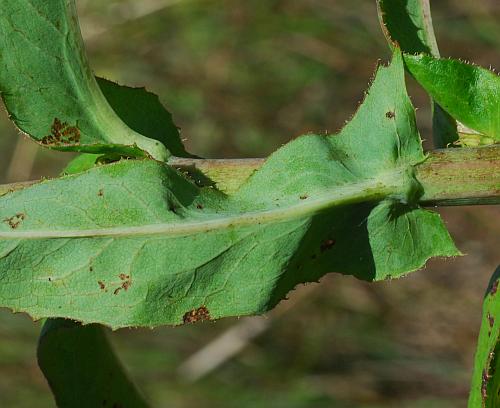 Lactuca_canadensis_leaf2.jpg