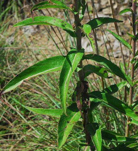 Lactuca_canadensis_leaves1.jpg