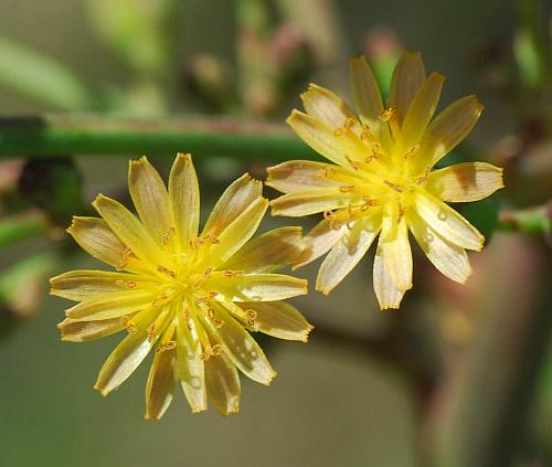 Lactuca_canadensis_ligules.jpg