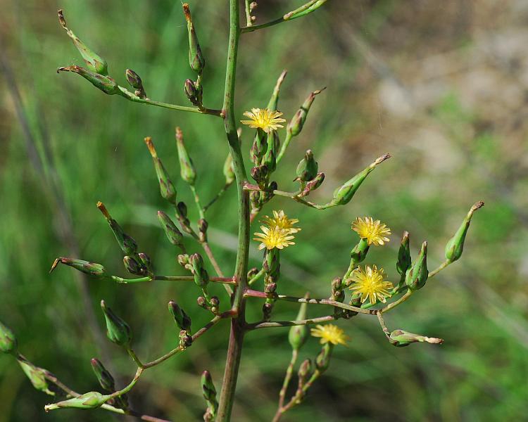 Lactuca_canadensis_plant.jpg