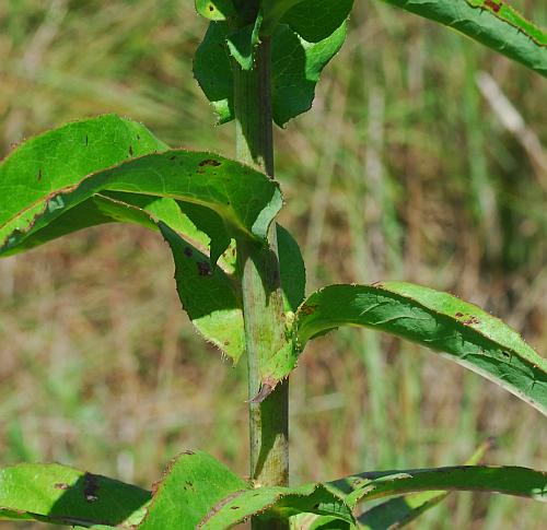 Lactuca_canadensis_stem.jpg