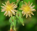 Lactuca canadensis thumbnail