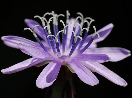 Lactuca_floridana_florets.jpg