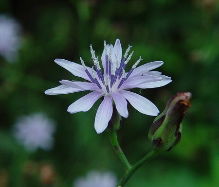 Lactuca_floridana_flowers.jpg