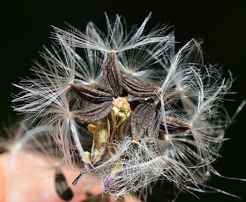 Lactuca_floridana_fruits.jpg