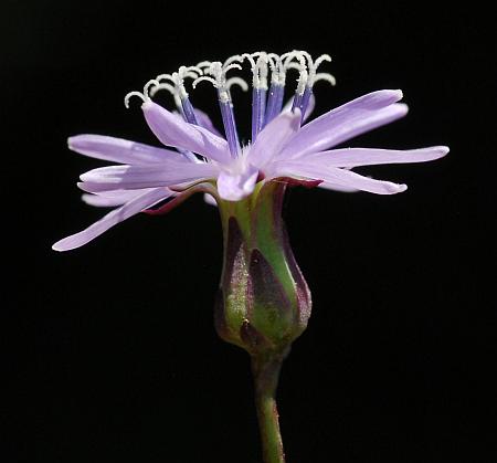 Lactuca_floridana_head.jpg