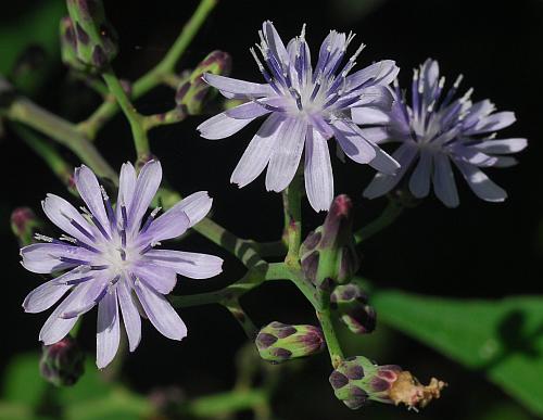 Lactuca_floridana_heads.jpg