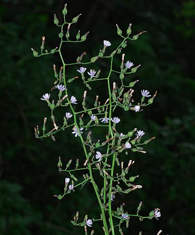 Lactuca_floridana_inflorescence1.jpg