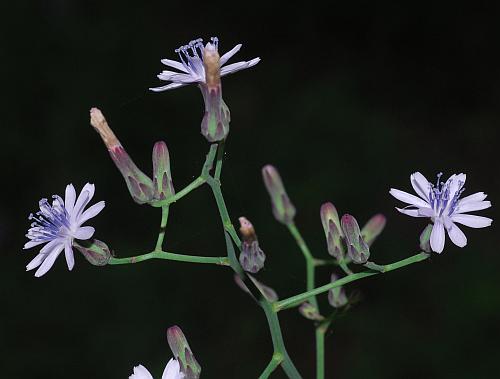 Lactuca_floridana_inflorescence2.jpg