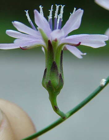 Lactuca_floridana_involucre.jpg