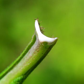 Lactuca_floridana_latex.jpg