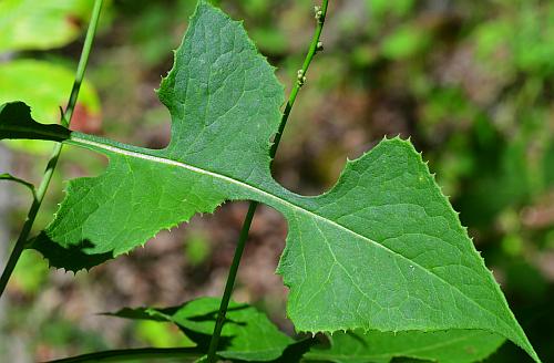 Lactuca_floridana_leaf1.jpg