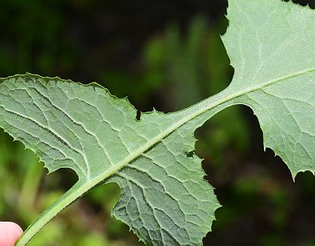 Lactuca_floridana_leaf2.jpg