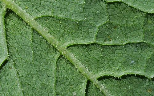 Lactuca_floridana_leaf2a.jpg